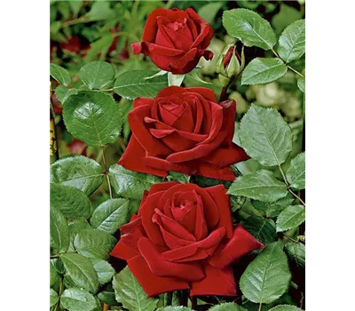 Rosa 'Ingrid Bergman' -R- TH Rosa 'Ingrid Bergman' -R- TH
