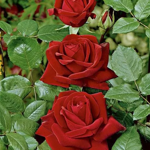 Rosa 'Ingrid Bergman' -R- TH Rosa 'Ingrid Bergman' -R- TH