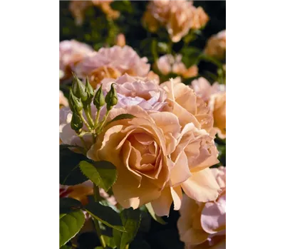 Rosa 'Hansestadt Rostock' -R- BT