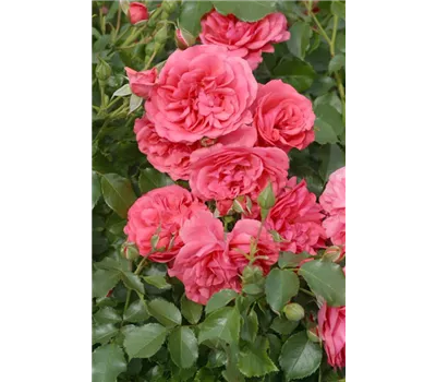 Rosa 'Rosarium Uetersen' -R- KL