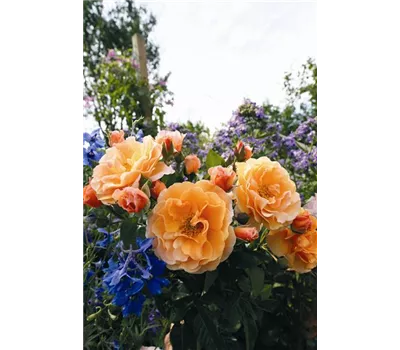 Rosa 'Westerland' -R- STR Rosa 'Westerland' -R- STR