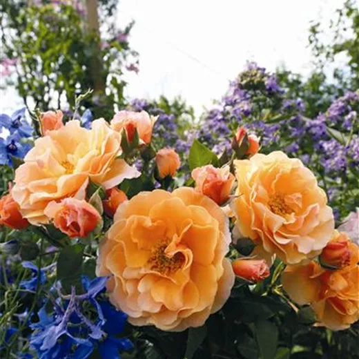 Rosa 'Westerland' -R- STR
