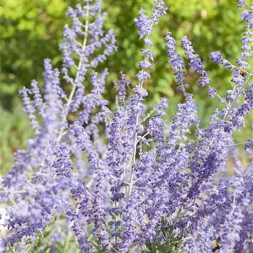 Perovskia atriplicif.'Little Spire' -R-