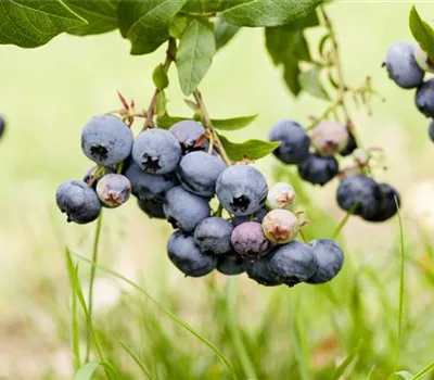 Vaccinium corymb.'Duke' CAC