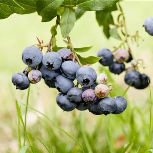 Vaccinium corymb.'Duke' CAC