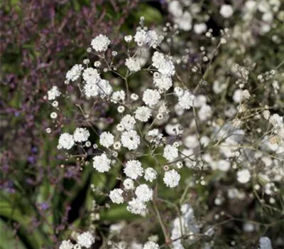 Gypsophila paniculata 'Bristol Fairy'