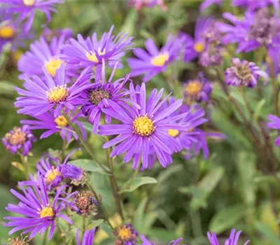Aster novi-belgii 'Dauerblau'