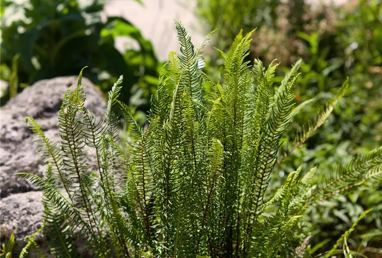 Blechnum spicant Blechnum spicant