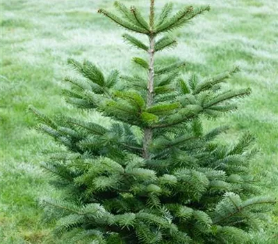 Abies nordmanniana Abies nordmanniana