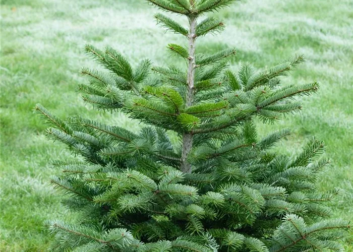 Abies nordmanniana