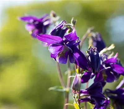 Aquilegia vulgaris