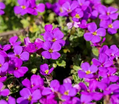 Aubrieta x cult.'Hamburger Stadtpark'