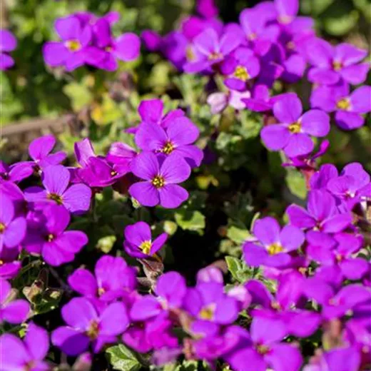 Aubrieta x cult.'Hamburger Stadtpark'