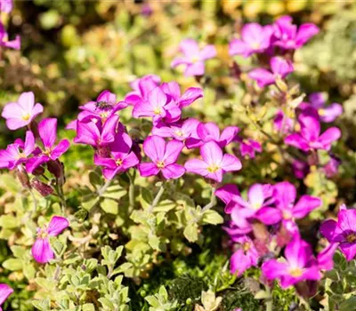 Aubrieta x cult.'Rosenteppich'