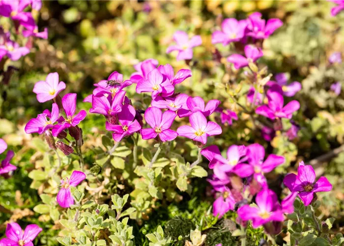 Aubrieta x cult.'Rosenteppich'