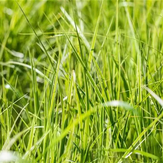 Carex grayi Carex grayi