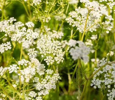 Carum carvi Carum carvi