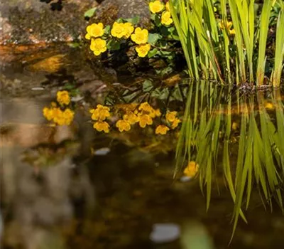 Caltha palustris Caltha palustris