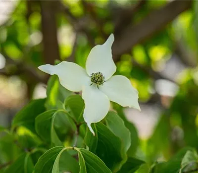Cornus kousa chinensis Cornus kousa chinensis