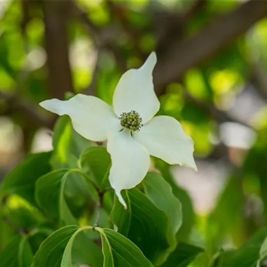 Cornus kousa chinensis Cornus kousa chinensis