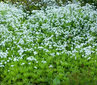 Galium odoratum Galium odoratum