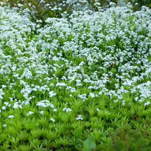 Galium odoratum