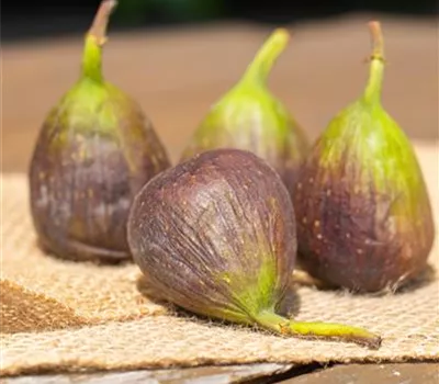 Ficus carica i.S. CAC