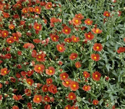 Helianthemum x cult.'Bronzeteppich'