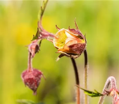 Geum rivale Geum rivale