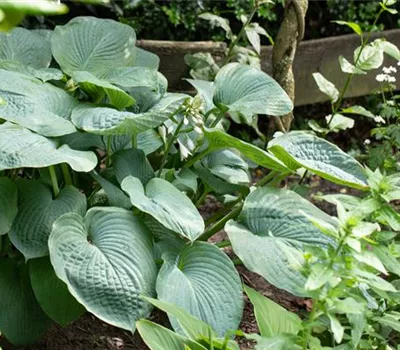 Hosta sieboldiana 'Blue Angel' Hosta sieboldiana 'Blue Angel'