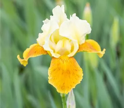 Iris x barb.-elat.'Tulip Festival'