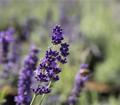 Lavandula angustifolia 'Imperial Gem'