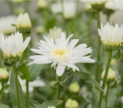 Leucanthemum x superb.'Christine Hagemann' Leucanthemum x superb.'Christine Hagemann'