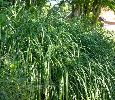 Miscanthus sinensis 'Malepartus' Miscanthus sinensis 'Malepartus'