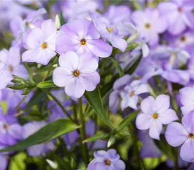 Phlox paniculata 'Blue Boy'