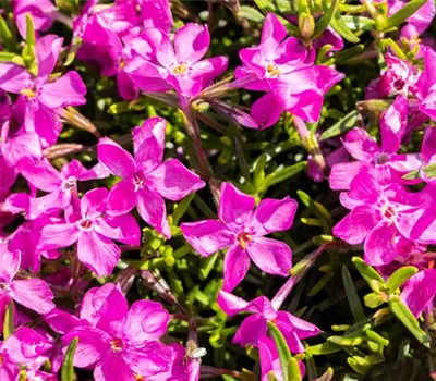 Phlox subulata 'Atropurpurea'