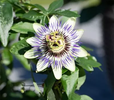 Passiflora caerulea