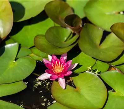Nymphaea x cult.'Perry's Baby Red'