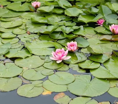 Nymphaea x cult.'Pink Beauty' Nymphaea x cult.'Pink Beauty'