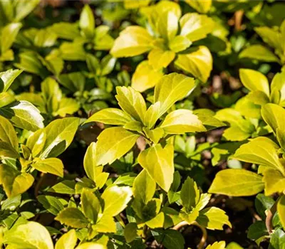 Pachysandra terminalis 'Green Carpet' -R- Pachysandra terminalis 'Green Carpet' -R-