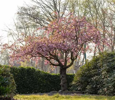 Prunus serrulata 'Kanzan' Prunus serrulata 'Kanzan'