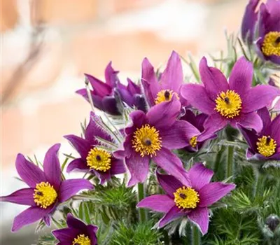 Pulsatilla vulgaris Pulsatilla vulgaris