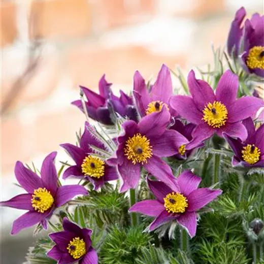 Pulsatilla vulgaris