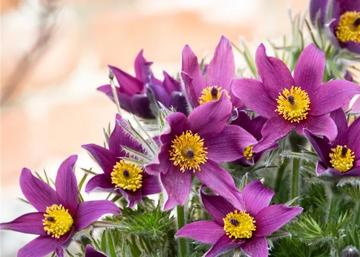 Pulsatilla vulgaris