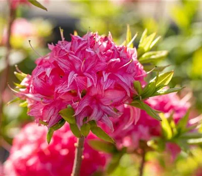 Rhododendron lut.'Goldstck'