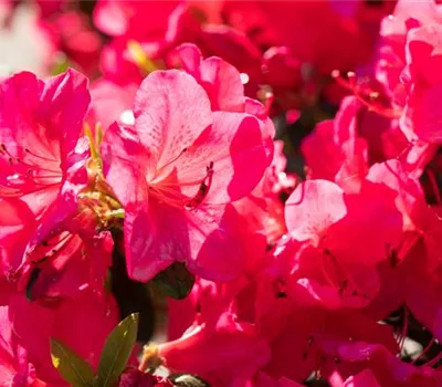 Rhododendron obt.'Little Red'