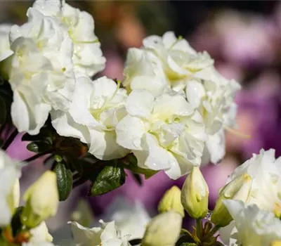 Rhododendron obt.'Schneeperle' -R-
