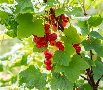 Ribes rubrum 'Heinem.Rote Spätlese' CAC