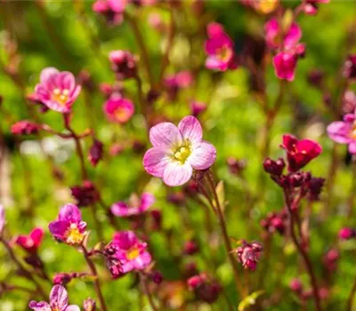 Saxifraga x arendsii 'Blütenteppich'