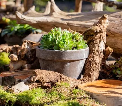 Sempervivum, grüne Rosetten Sempervivum, grüne Rosetten